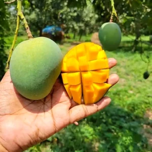 সাতক্ষীরা - হিমসাগর আম/Himsagar Mango(প্যাকেজিং এবং ডেলিভারিসহ)