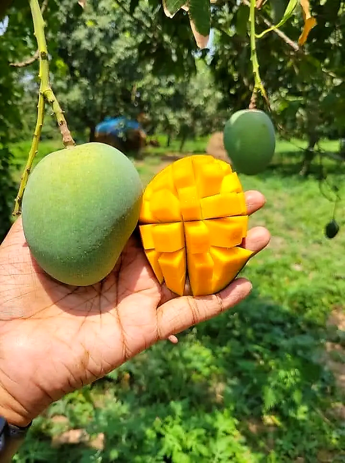 সাতক্ষীরা - হিমসাগর আম/Himsagar Mango(প্যাকেজিং এবং ডেলিভারিসহ)