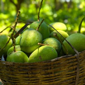 চাঁপাইনবাবগঞ্জ এর ক্ষীরসাপাত আম