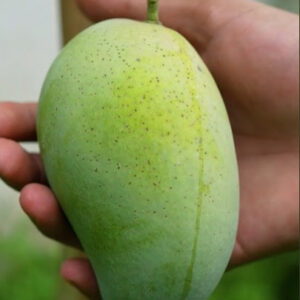 নওগাঁ সাপাহার এর আমরুপালি/Amrupali Mango (প্যাকেজিং এবং ডেলিভারিসহ)